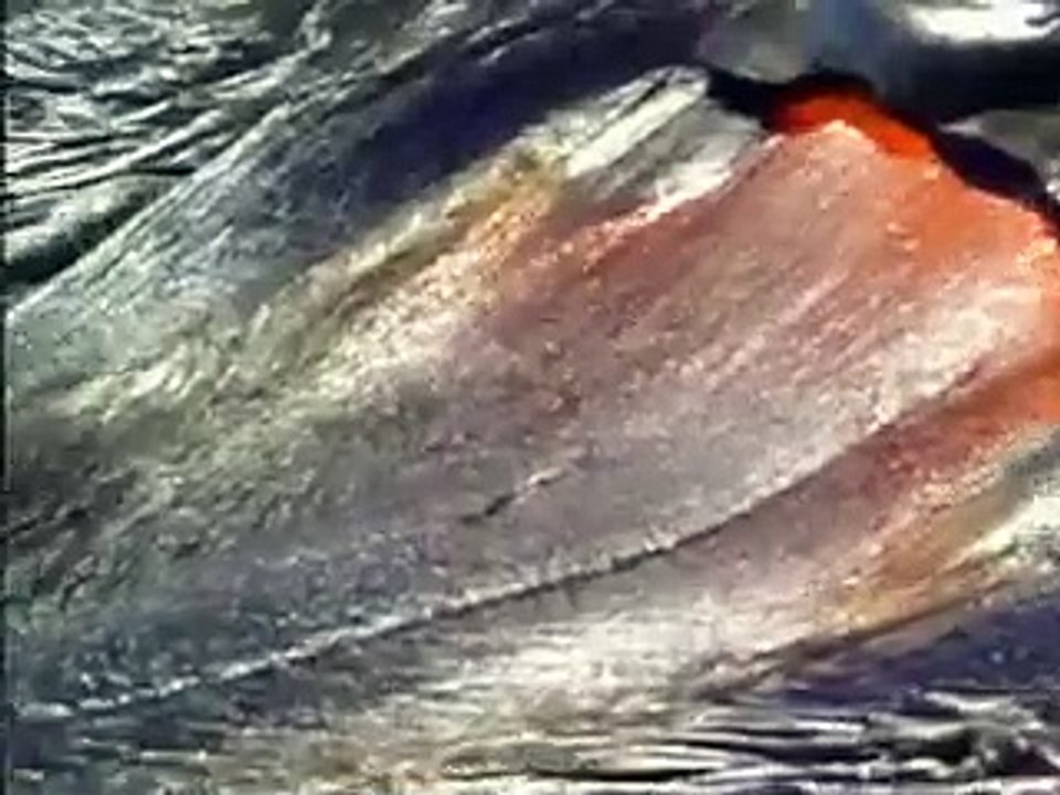 Bill Nye the Science Guy S04E14 Volcanoes Dailymotion Video