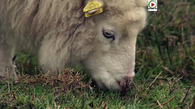 Carnac | Moutons brouteurs de Menhirs - Bretagne Télé