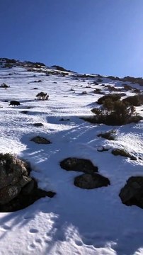 Un cochon sauvage en Corse glisse sur la neige montagneuse et percute ces deux randonneuses