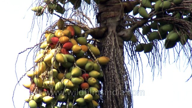 Areca nuts (Betel nut) ready for harvest - Kerala