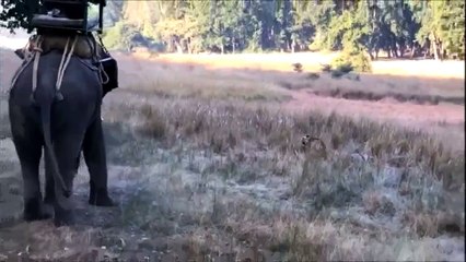 Tiger launches an attack at an elephant