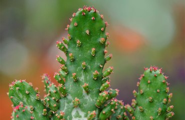 Woman caught trying to smuggle cacti into New Zealand