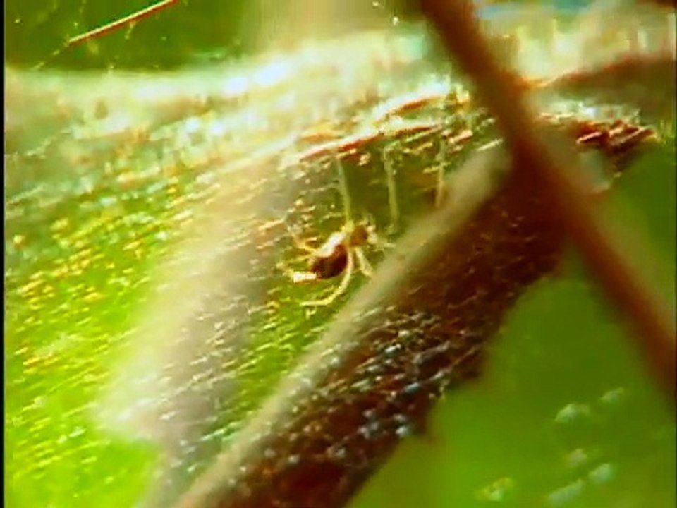 Bill Nye the Science Guy - S04E06 Spiders