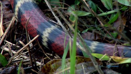 Insectia - Masquerade