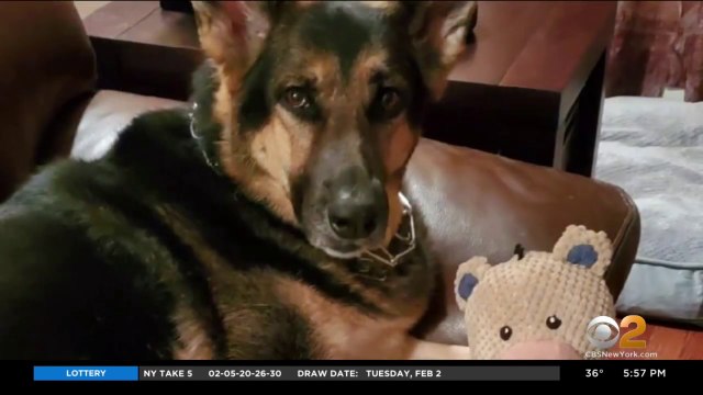 Rescue Dog Helps Save Owner After Stroke