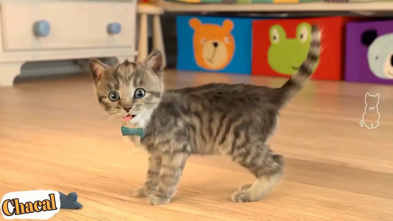 Petit chaton