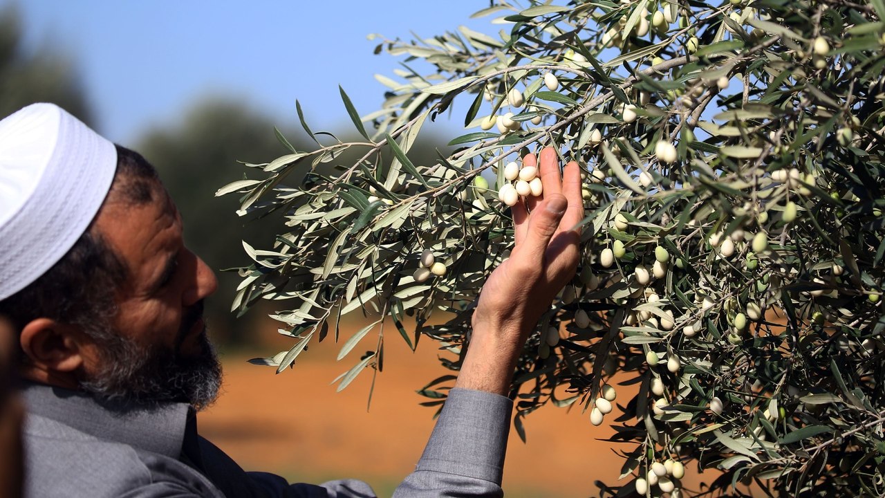 Libya's olive harvest: Small town continues centuries-old industry