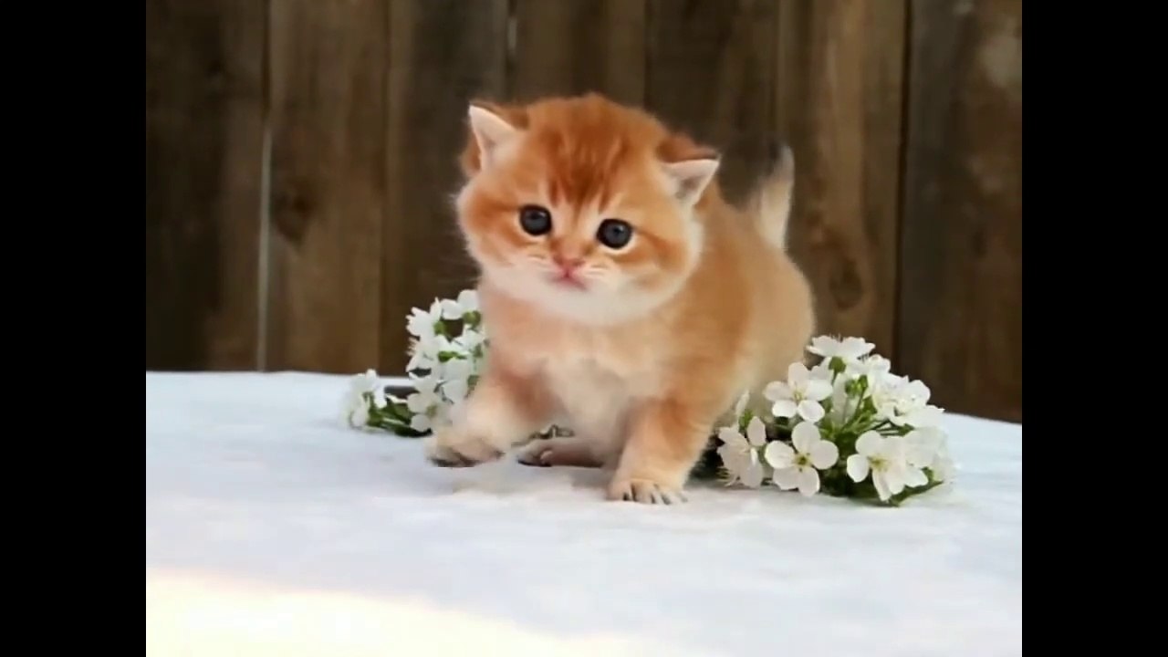 MySweetKittens  Balo  Kitten  HD 720p