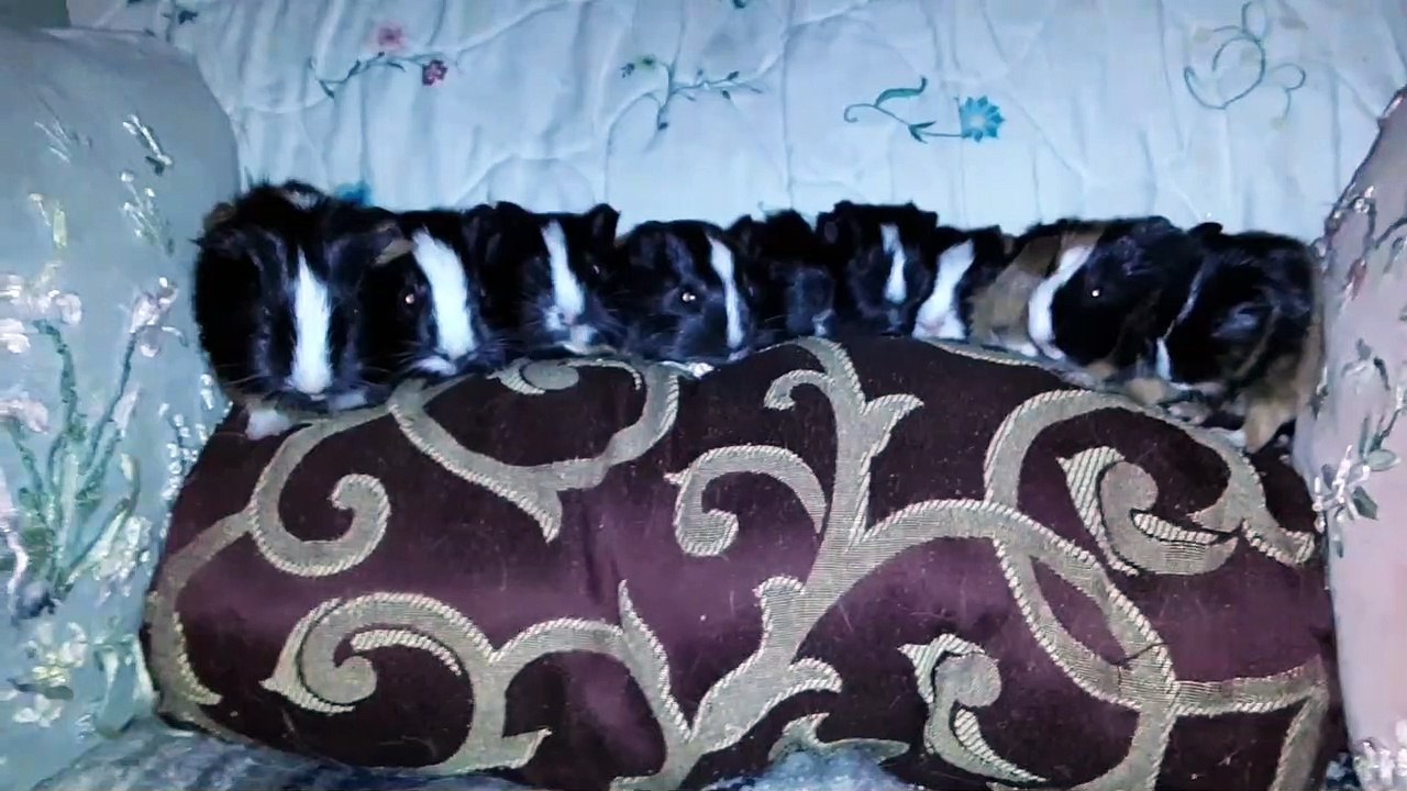 BABY CAVIA PORCELLUS DAVID DAVID CJ RJ DAVID MARY TRIXIE DAVID CLOVER IRIS 20200206_193459