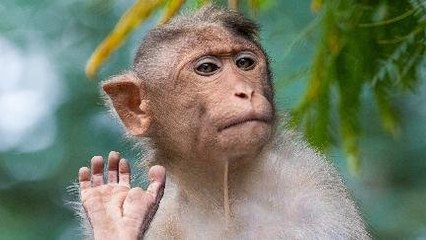 Chip Elon Musk Bikin Monyet Bisa Bermain Game