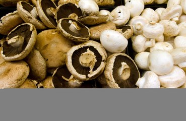 Researchers make bricks out of mushrooms