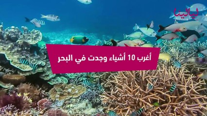 توب 10-أغرب 10 كائنات وجدت في البحر