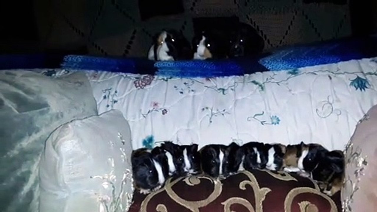 CAVIA PORCELLUS TURMERIC PARSLEY PIXIE DAVID DAVID CJ RJ DAVID MARY TRIXIE DAVID CLOVER IRIS 20200206_194541