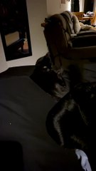 Kitten Copping Tail to the Face