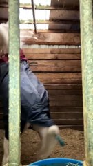 Horse Swings Ball Around Stable