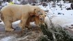 Polar Passion! UK Zookeepers Hope Snuggling Polar Bears Will Mate Soon!
