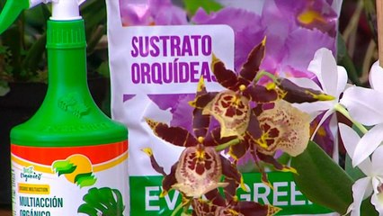 bd-publireportaje-evergreen-080221