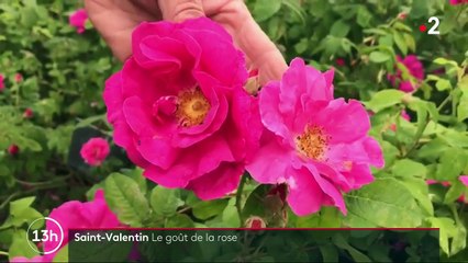 Provins : du Moyen-Âge à aujourd’hui, la rose reine de la ville