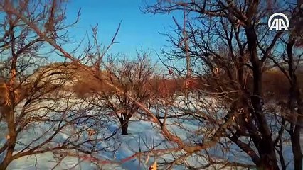 Kayısı bahçeleri beyaza büründü