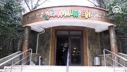 Şempanze Can'a özel aile terapisi