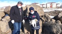 - Erciş’te drone ile tespit edilen sokak hayvanları beslenerek aşıları yapıldı