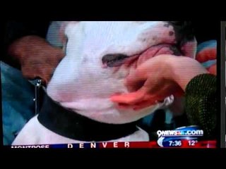 كلب يهاجم مذيعة أميركية على الهواء