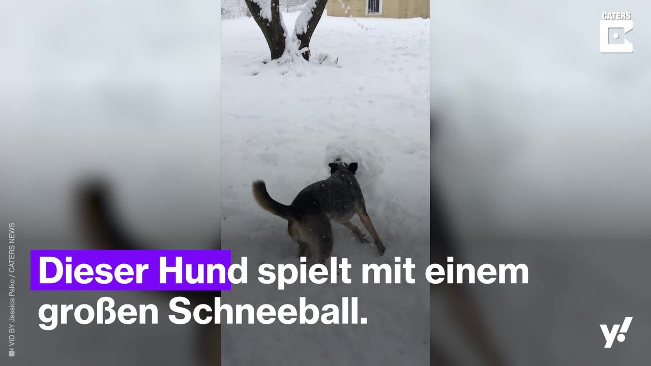 Hund hat Spaß mit großem Schneeball