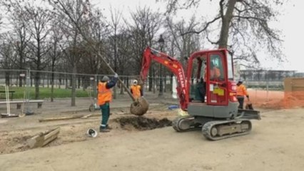 El Louvre renueva el jardín de las Tullerías con 92 nuevos olmos