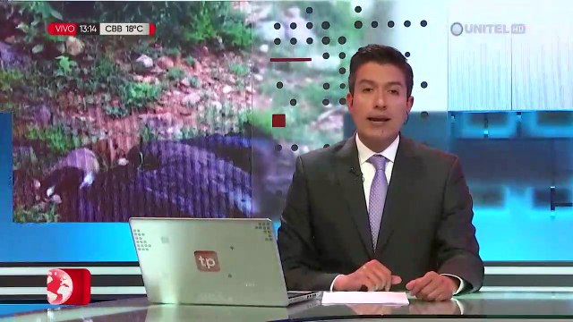 ¿Por qué murieron los cóndores hallados en Tarija?