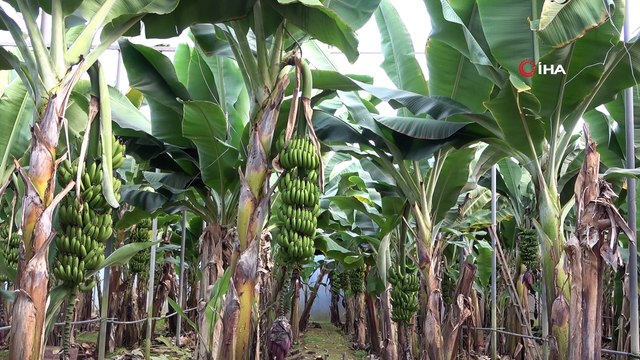 Muz Üreticilerinden Artan Fiyatlara Tepki: “Pazarcı Çiftçiden Daha Çok Kazanıyor”