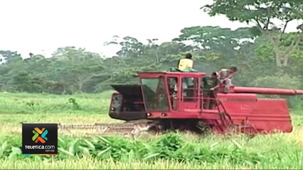 tn7-conarroz-denuncia-que-no-fue-consultada-para-estudio-de-ocde-080221