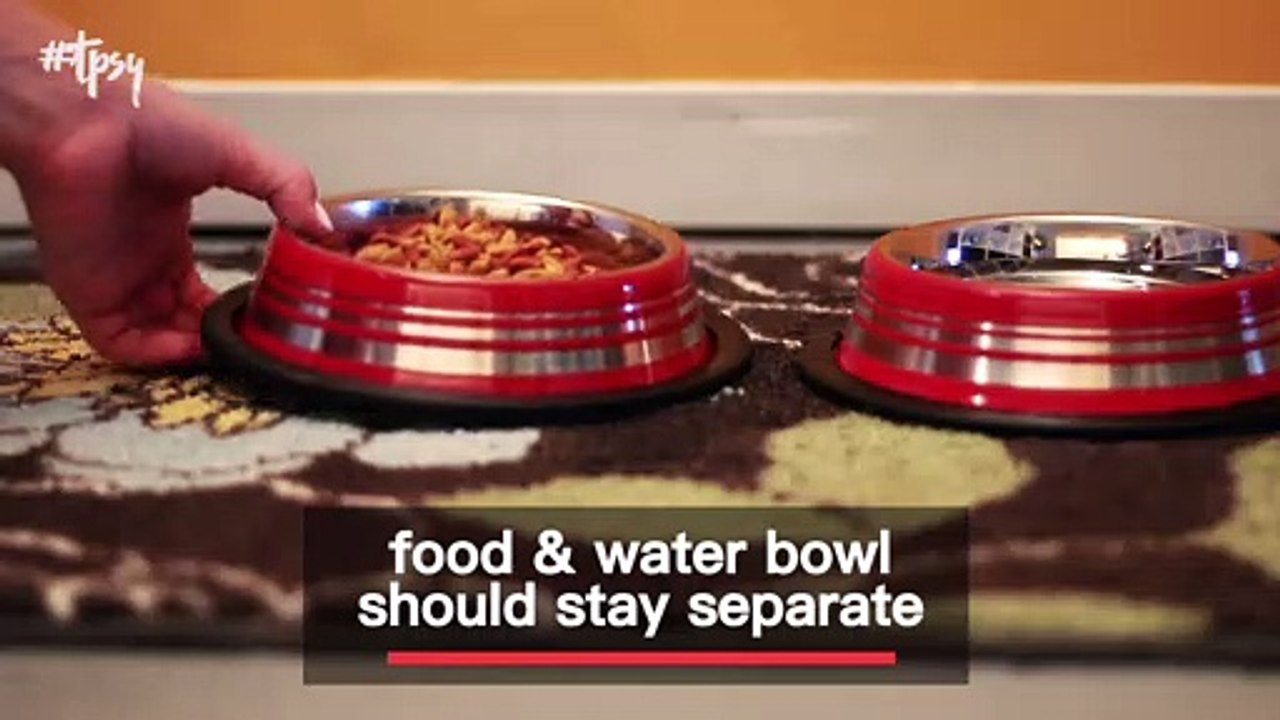 If You Got a New Cat During Quarantine, Here’s What You Should Know