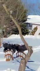 These Birds Are Glitched in the Matrix