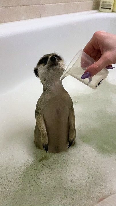 Meerkat Enjoying a Bath