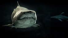 Los tiburones más raros que habitan los océanos