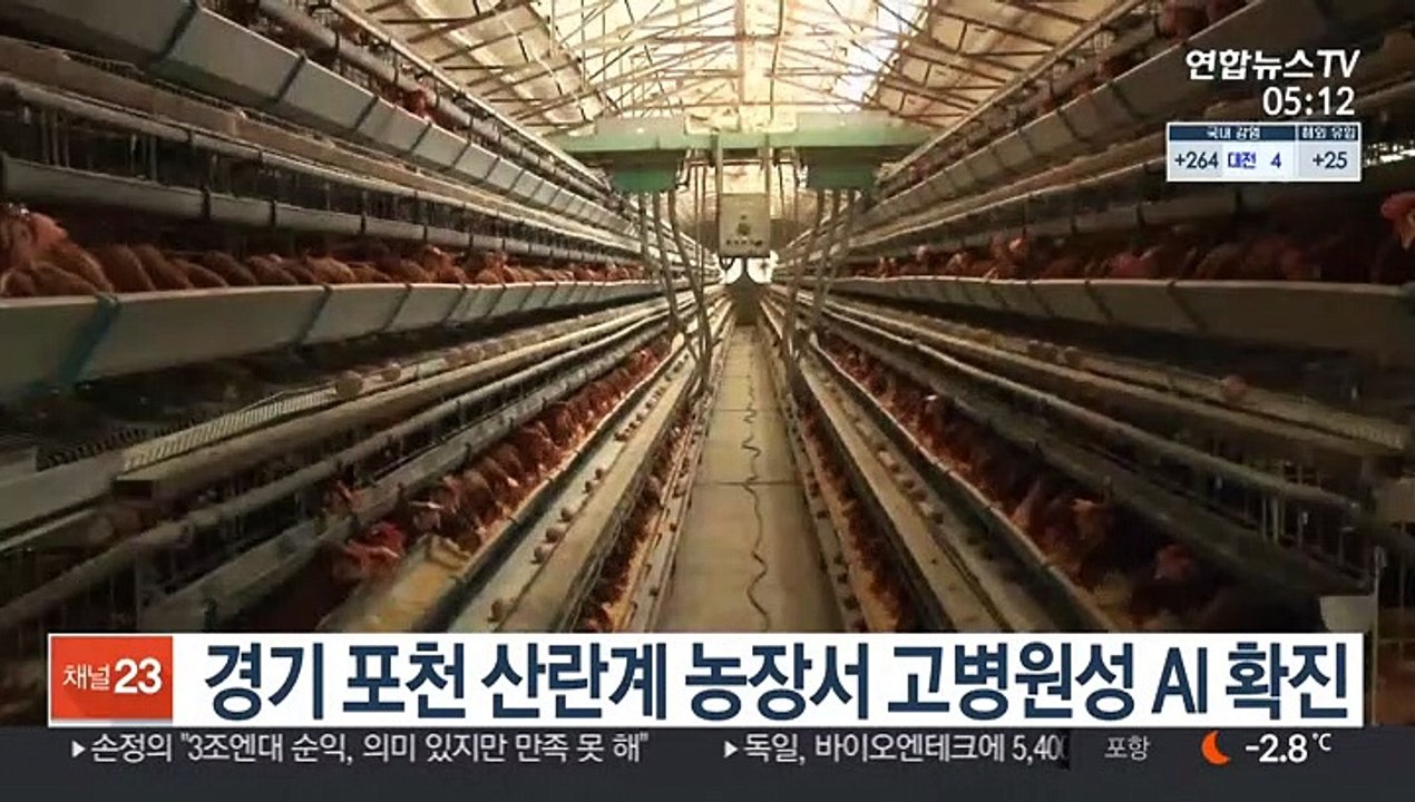경기 포천 산란계 농장서 고병원성 AI 확진