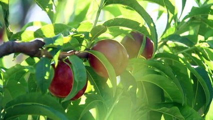 Fruit rotting in Victoria as prices plummet