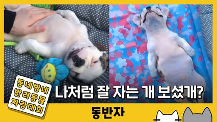 [동반자] 나처럼 잘자는 개 봤개?…흔들리지 않는 편안함 '만두' / YTN