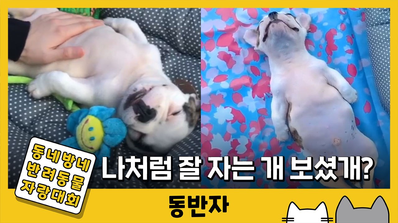 [동반자] 나처럼 잘자는 개 봤개?…흔들리지 않는 편안함 '만두' / YTN
