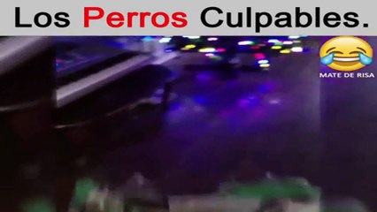 Los Perros Culpables