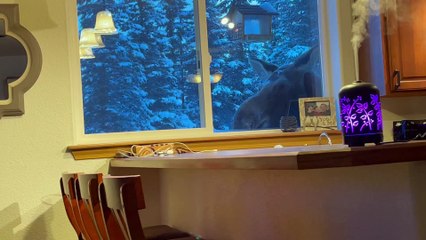 Momma Moose Comes Back for Bird Feeder