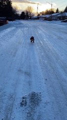Goofy French Bulldog Loves Her Snow Rolls
