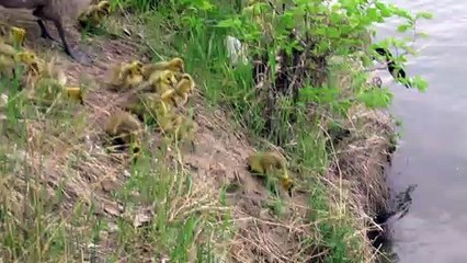 Baby Goslings Make a Big Jump and Plop Into Water