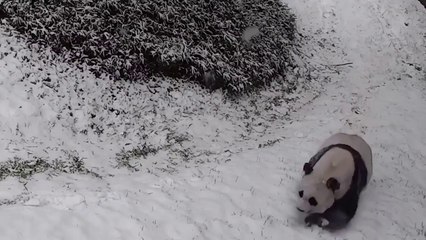 Perché amare gli animali...