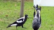 А я такая!