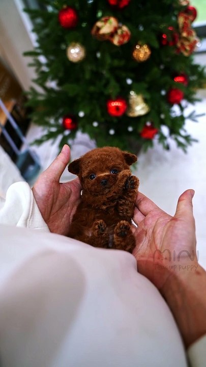 Teacup red poodle female