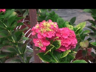 الورد الأردني بلون علمه ورائحته تصدر محبة الأردنيين