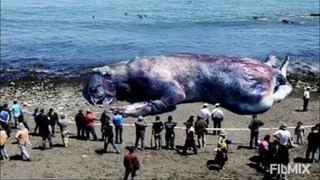 Top 5 Mysterious Gigantic Sea Monster Sightings - 2021 | HollywoodScotty VFX