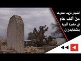 أشجار تزيد أعمارها عن ألف عام في مقبرة أثرية بشفابدران