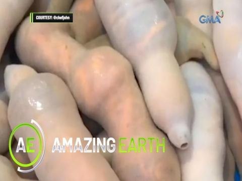 Amazing Earth: Amazing facts about the marine spoon worm